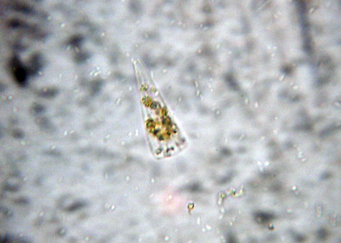 Diatomee marine